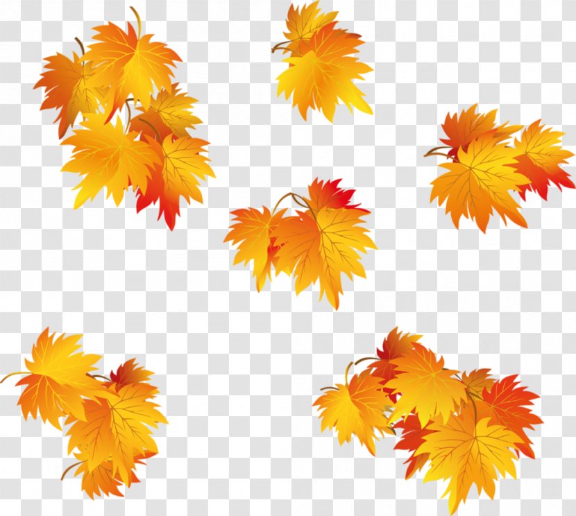 Maple Leaf Tree Image - Petal Transparent PNG