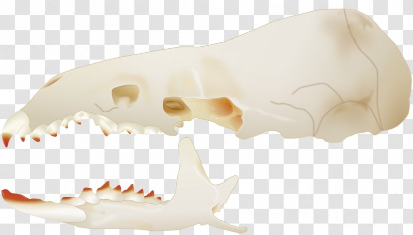 Marsh Shrew Skull Greater White-toothed Velociraptor - Longtailed Shrews - Side Transparent PNG
