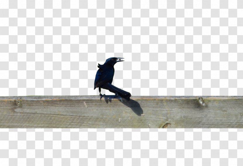 Longboard Skateboarding Freeboard Angle - Freebord - Black Crow Transparent PNG
