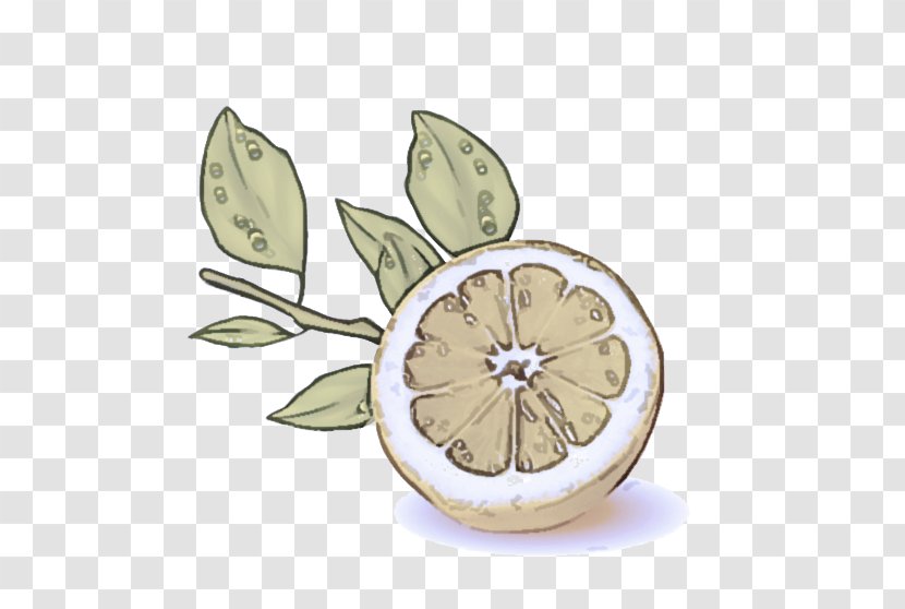 Leaf Lemon Citrus Plant Fruit - Flower Transparent PNG