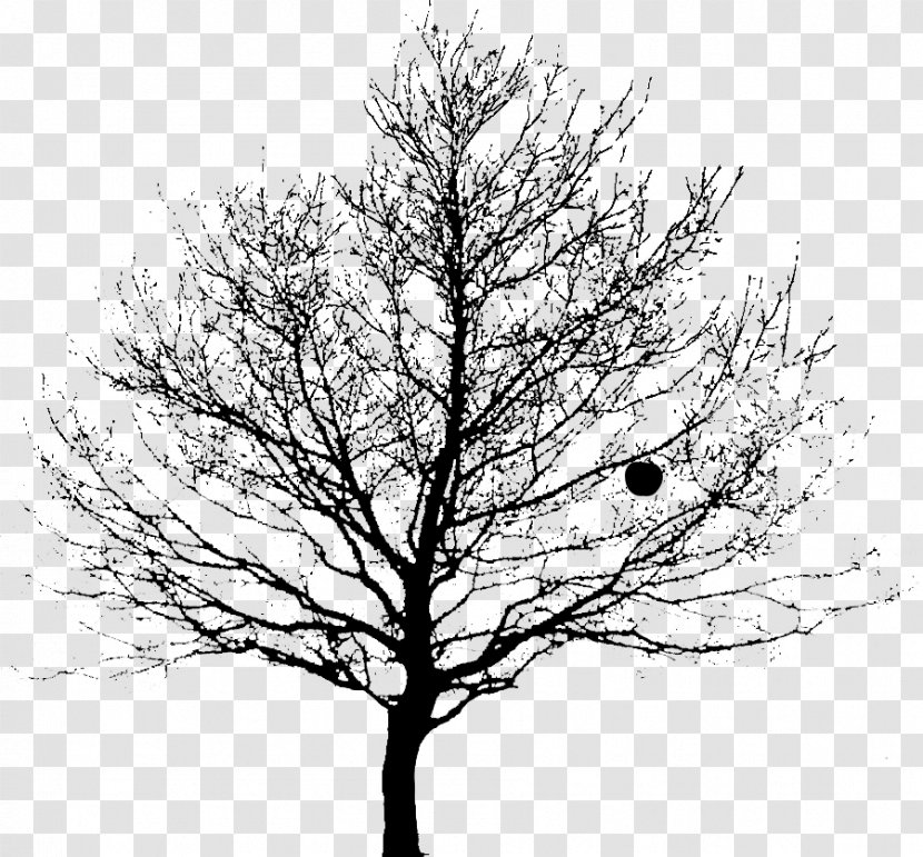 Drawing Tree Clip Art Image Twig - Trunk - Woody Plant Transparent PNG