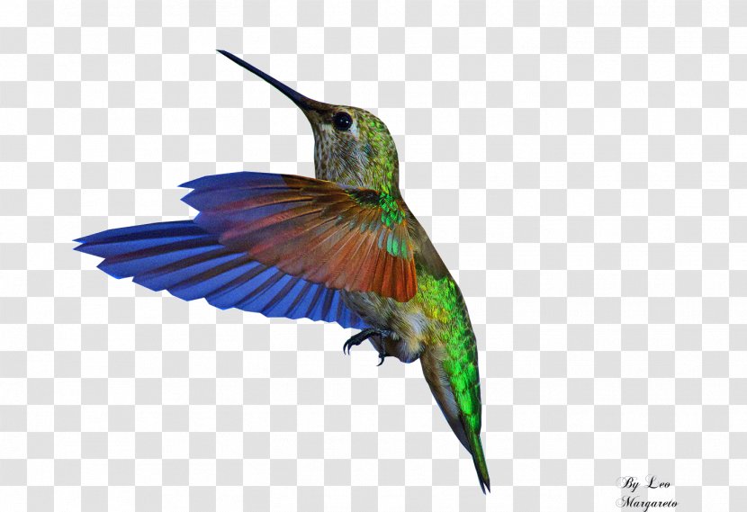 Bee Hummingbird GIF - Beak - Bird Transparent PNG