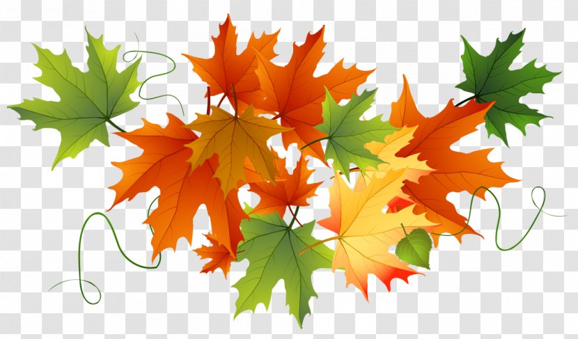 Thanksgiving Clip Art - Cucurbita - Autumn Transparent Leaves Transparent PNG