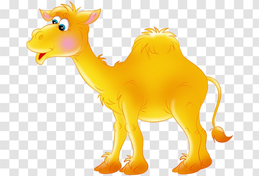 Dromedary Bactrian Camel Clip Art - Llama - Humour Transparent PNG