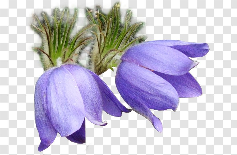 Eastern Pasqueflower Clip Art Crocus - Bellflower Family - Flower Transparent PNG