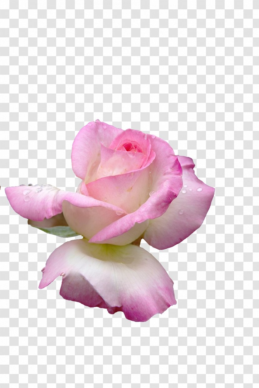 Garden Roses Cabbage Rose Petal Cut Flowers - Pink M Transparent PNG