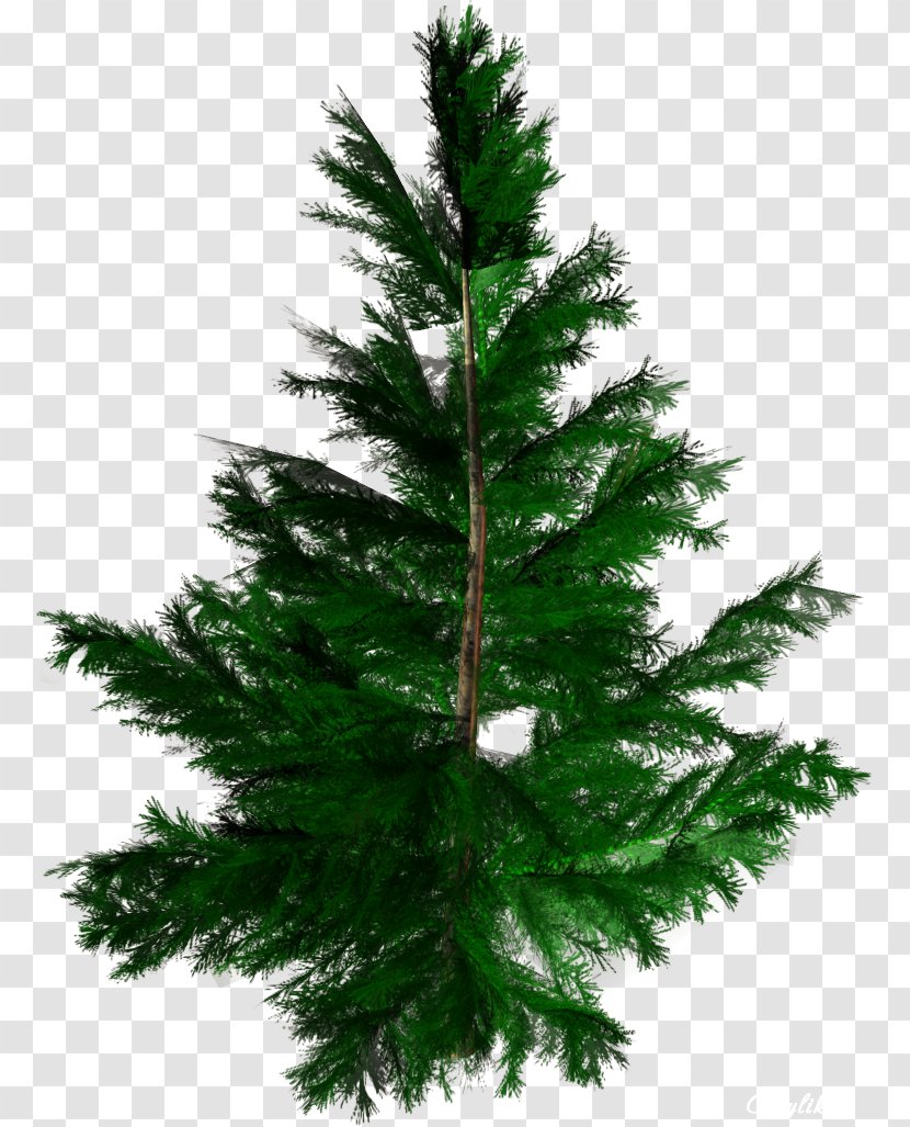 Tree Conifers Spruce Fir Woody Plant - Larch - Vigor Green Trees Pictures Transparent PNG