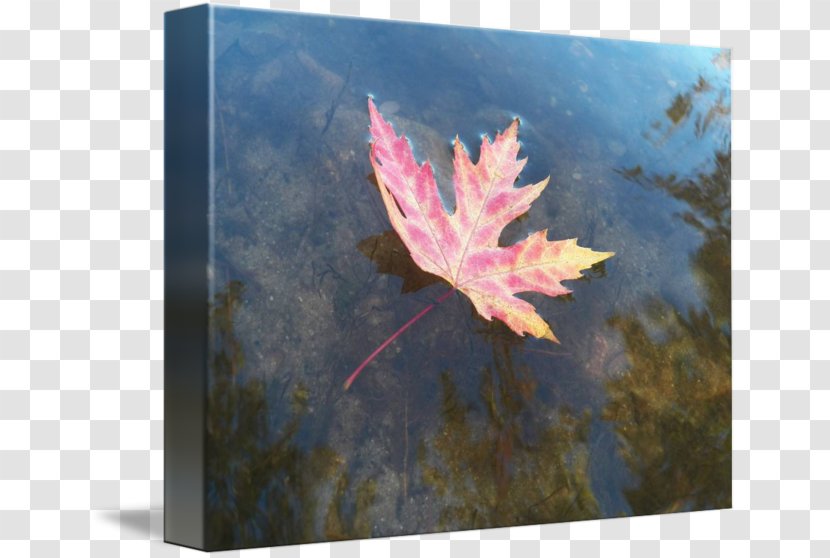 Maple Leaf Painting - Tree Transparent PNG
