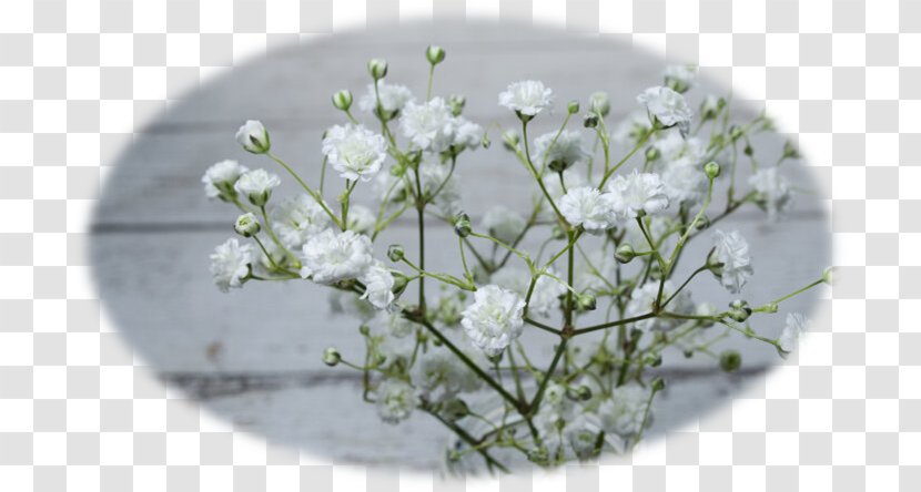 Cut Flowers Gypsophila Paniculata Plant Seed - Branch - Flower Transparent PNG