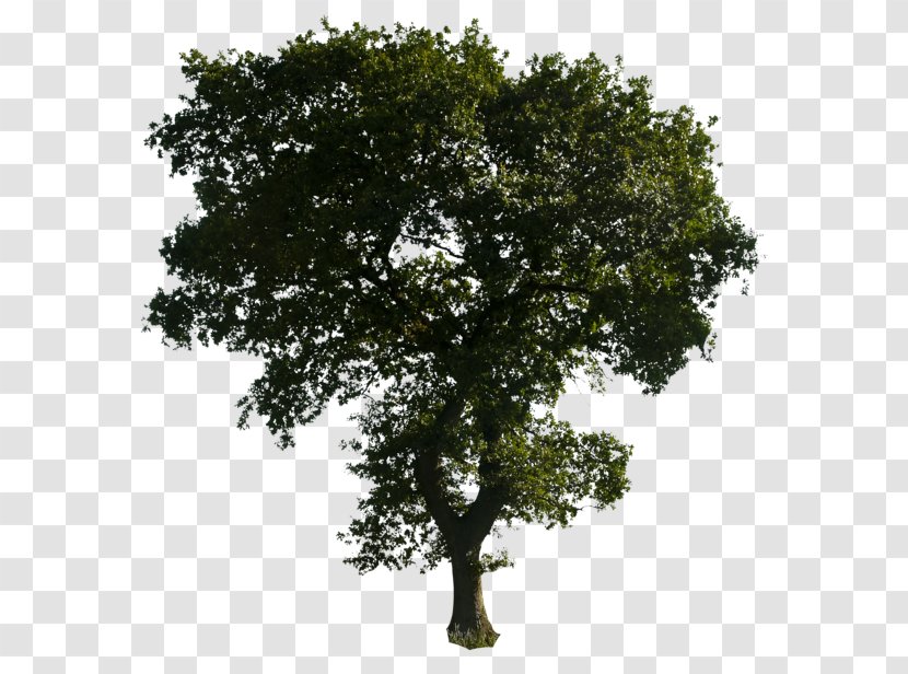 Tree - Plant - Clipart Download Transparent PNG