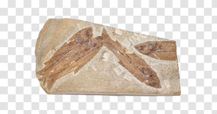 Fossil Bizi Prehistoriko Fish Rock Sea - Paleobotany - Fossils Transparent PNG