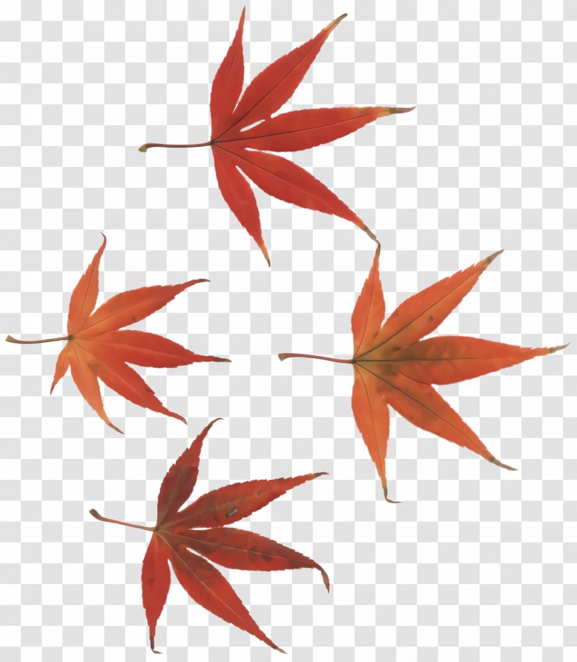 Maple Leaf - Tree - Flower Black Transparent PNG