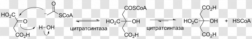 Aldol Condensation Encyclopedia Of Catalysis Reaction Acid - Silhouette - Cartoon Transparent PNG