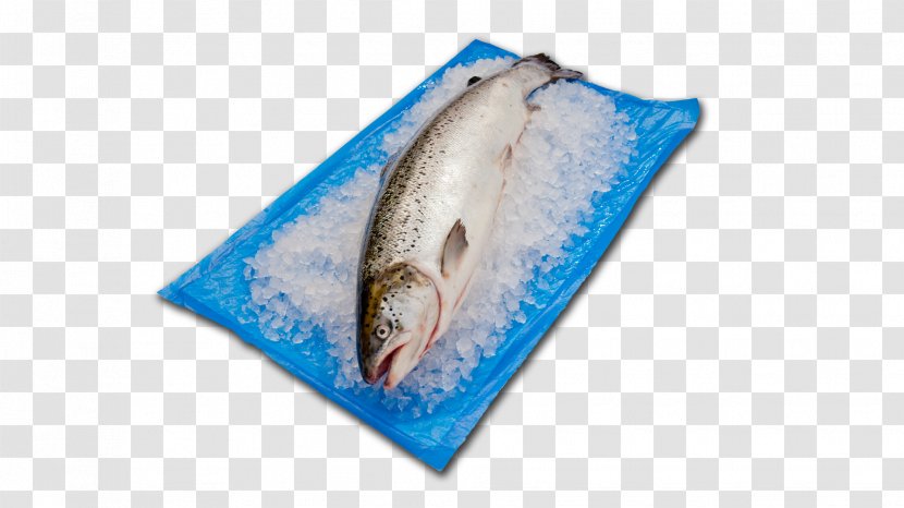 Fish Seafood Cooking Sirane Ltd - Mackerel Transparent PNG