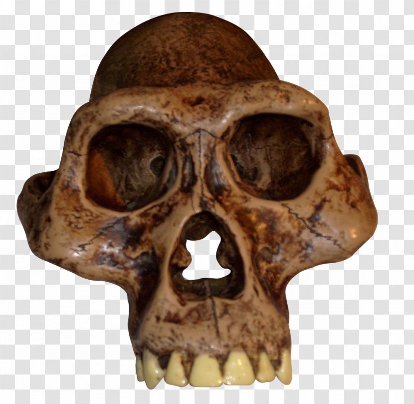 Australopithecus Afarensis Africanus Bahrelghazali Garhi Sediba - Australopithecine - Scenery Transparent PNG
