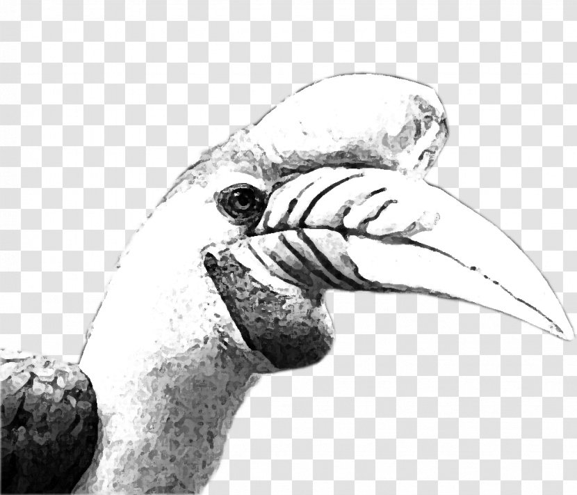 Beak Flightless Bird Wing Finger - Vertebrate Transparent PNG