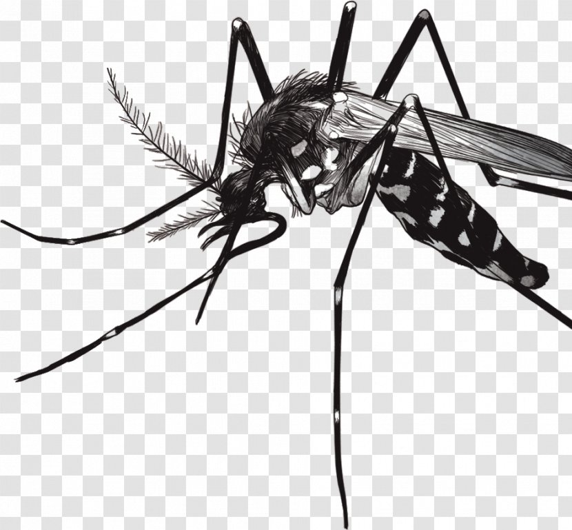 Yellow Fever Mosquito Zika Virus Dengue - Health Transparent PNG
