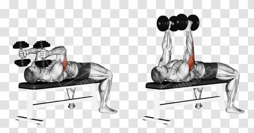 Lying Triceps Extensions Dumbbell Exercise Brachii Muscle Biceps Curl - Tree Transparent PNG