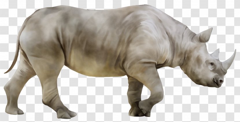 White Rhinoceros Stock Photography Hippopotamus - Wildlife - Camel Transparent PNG