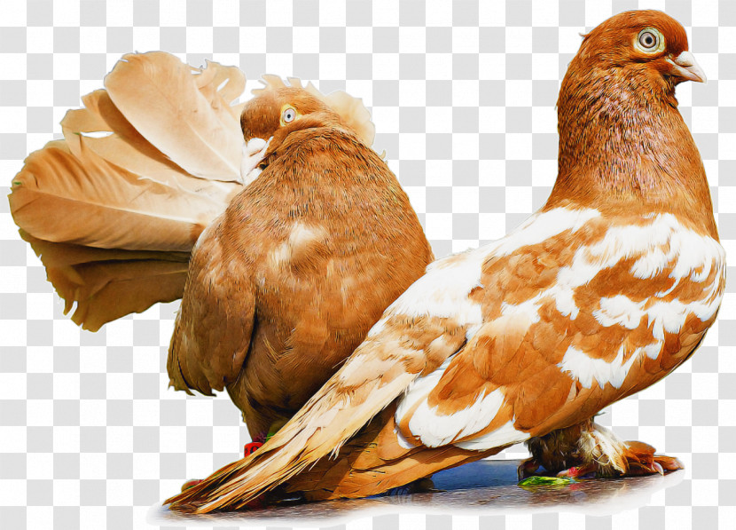 Bird Pigeons And Doves Beak Chicken Transparent PNG