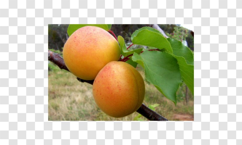 Apricot Cultivar Люизе Auglis Fruit Tree - Apple Transparent PNG