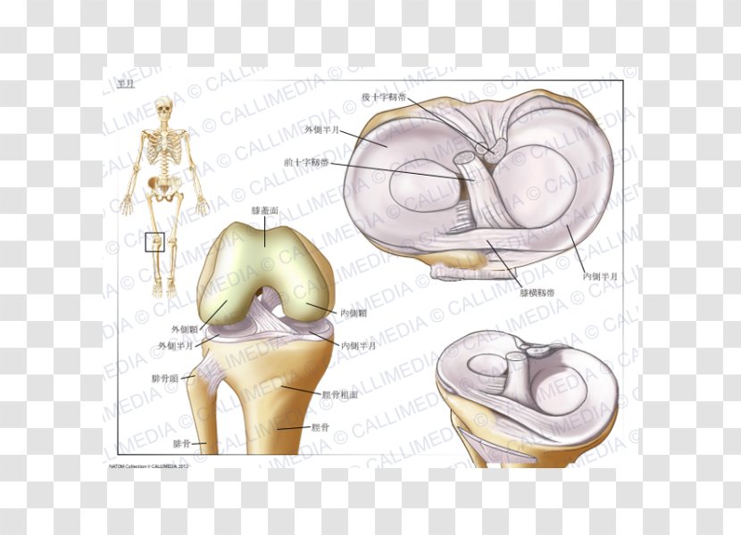 Knee Tear Of Meniscus Osteoarthritis 膝関節 - Silhouette Transparent PNG