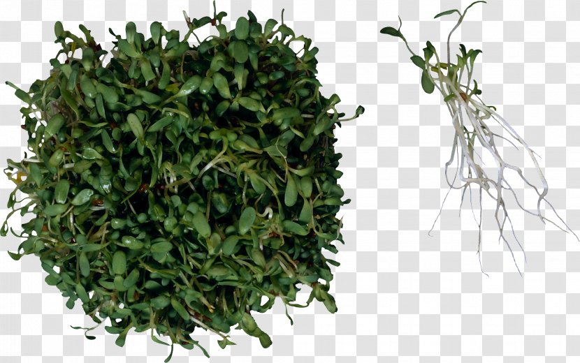 Sprouting Herb Food Salad Alfalfa - Fruit Transparent PNG
