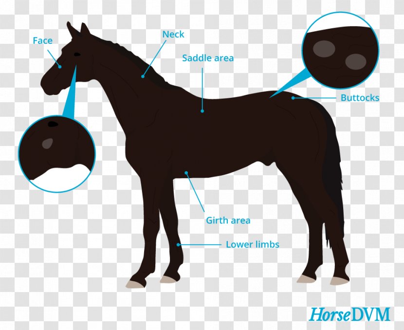 Mustang Pony Horse&Rider Equestrian Ringworm Transparent PNG