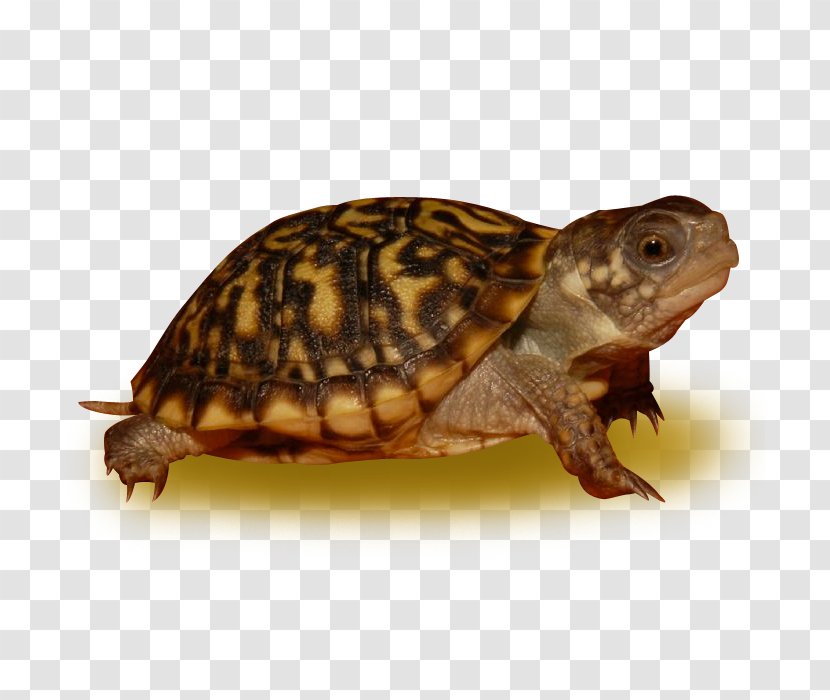 Pond Cartoon - Eastern Box Turtle - Kinosternidae Transparent PNG