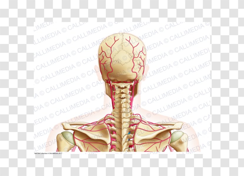Posterior Triangle Of The Neck Artery Head And Anatomy Vein - Heart Transparent PNG