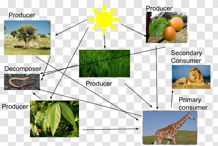 Masai Giraffe Food Chain Web Ecosystem Lion - Biome - Chin Transparent PNG