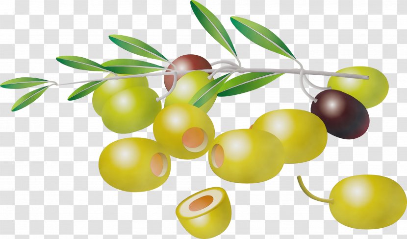 Olive Fruit Plant Tree Flowering - Paint - Flower Food Transparent PNG