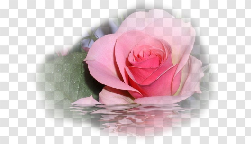 Rose Flower Floral Design - Tulip Transparent PNG
