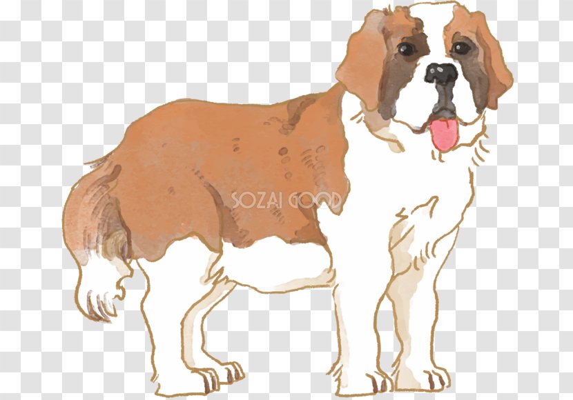 Dog Breed St. Bernard English Foxhound Puppy Companion - St Transparent PNG