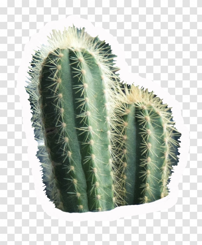 San Pedro Cactus Paper Triangle Drawing - Acanthocereus Transparent PNG