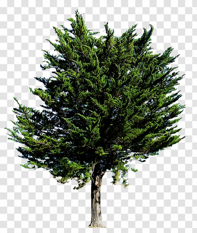 Tree Shortleaf Black Spruce Columbian Balsam Fir White Pine - Canadian Oregon Transparent PNG