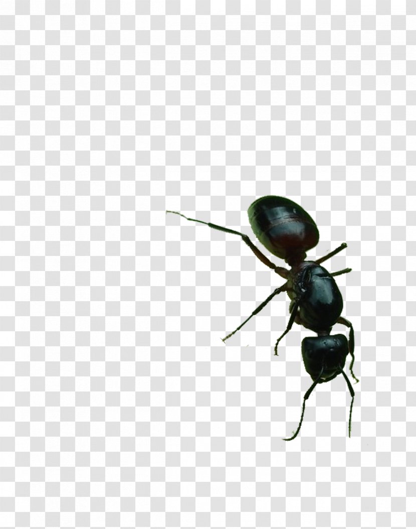 Black Garden Ant Download - Fly - Big Ants Transparent PNG