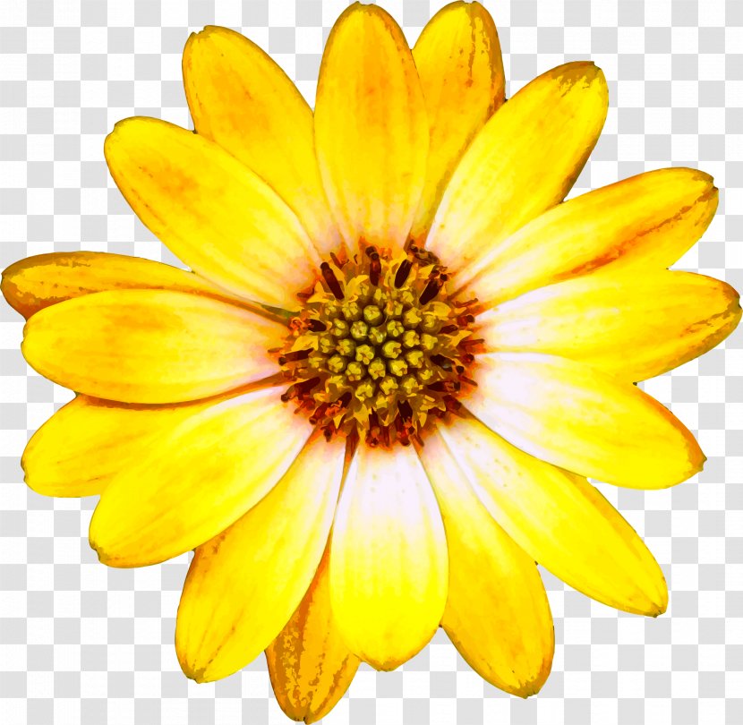 Flower Clip Art - Flowering Plant - Sunflower Transparent PNG