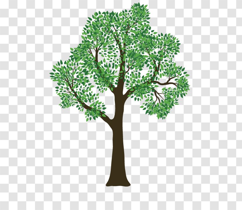 Rivas Tree Service Pruning - Plant Transparent PNG