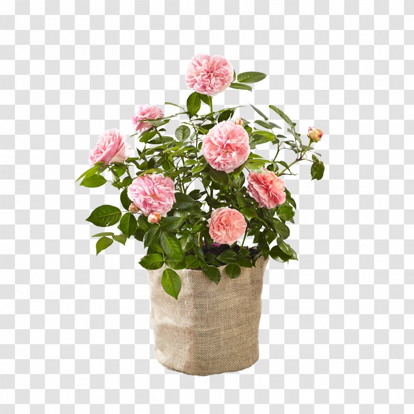 Garden Roses Cabbage Rose Floral Design Cut Flowers Flowerpot - Flowering Plant - Flower Transparent PNG
