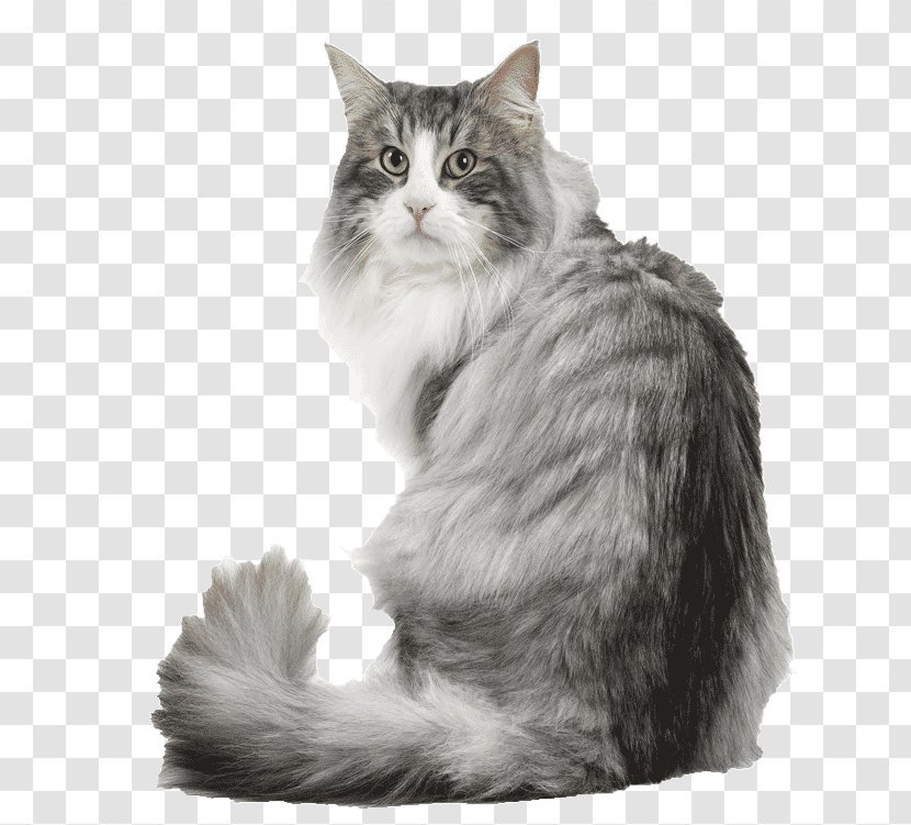 Norwegian Forest Cat Siberian Maine Coon Kitten Dog - Breed Transparent PNG