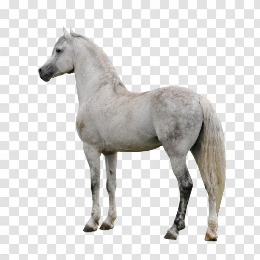 Arabian Horse Appaloosa American Paint Gray - Stallion - Clipart Transparent PNG