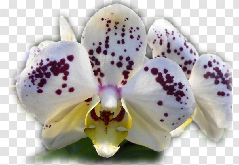 Moth Orchids Orchid Fever: A Horticultural Tale Of Love, Lust, And Lunacy Cattleya Flower - Liveinternet Transparent PNG