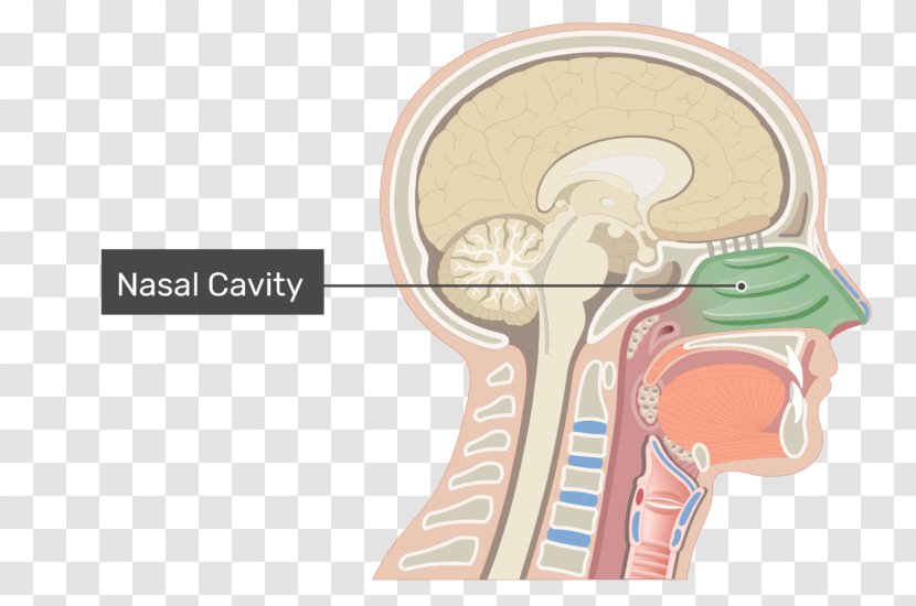 Nasal Cavity Anatomy Of The Human Nose - Frame Transparent PNG