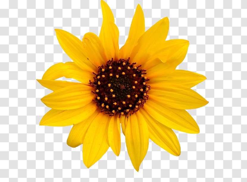 Common Sunflower Clip Art - Petal - Transparent Transparent PNG