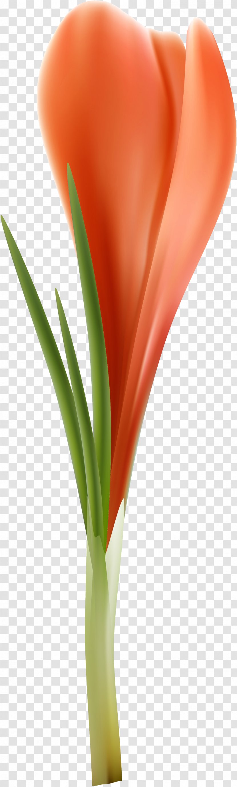 Flower Petal Plant Stem Still Life Photography Tulip - Crocus Transparent PNG