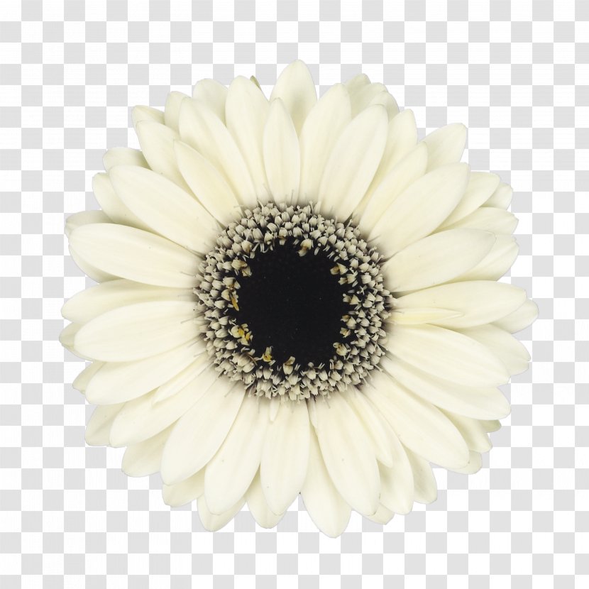 Common Daisy Mariano's Transvaal Cut Flowers - Artificial Flower - White Chocolate Transparent PNG
