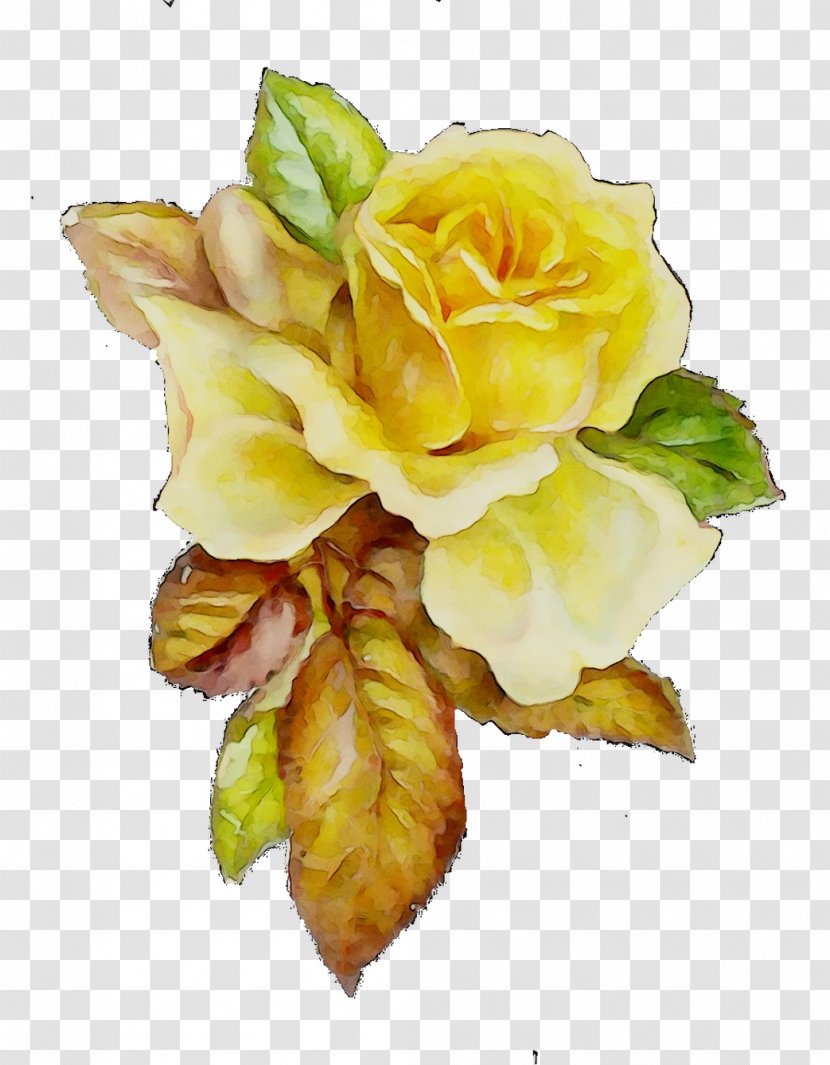 Garden Roses Cabbage Rose Floral Design Cut Flowers - Botany - Austrian Briar Transparent PNG