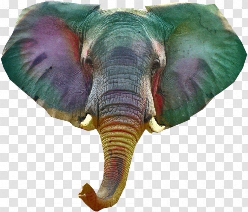 Indian Elephant African Terrestrial Animal Purple Transparent PNG