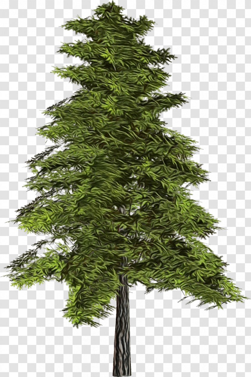 Tree Shortleaf Black Spruce Columbian Balsam Fir Yellow - Watercolor - Plant Canadian Transparent PNG